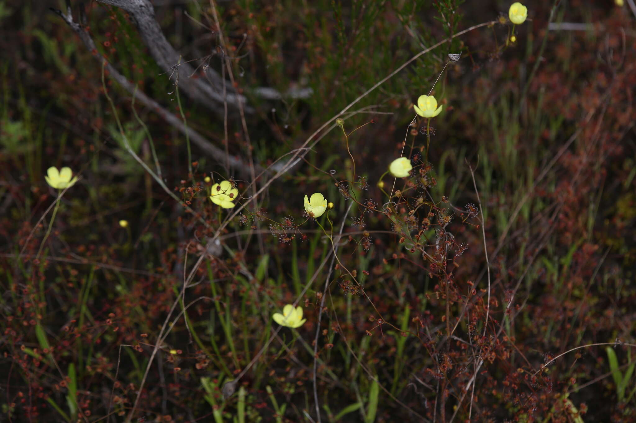 Image of Drosera intricata Planch.