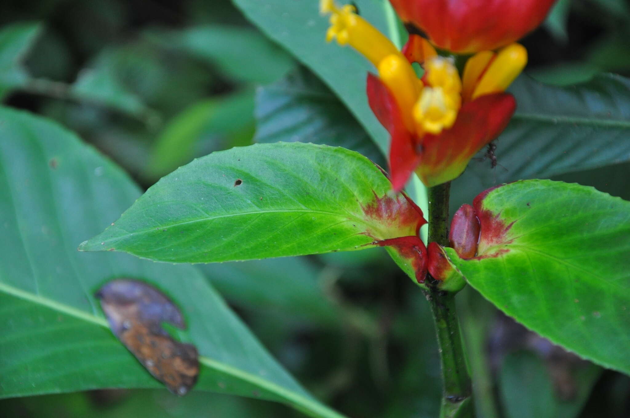 Sanchezia macrocnemis (Nees) D. C. Wassh.的圖片