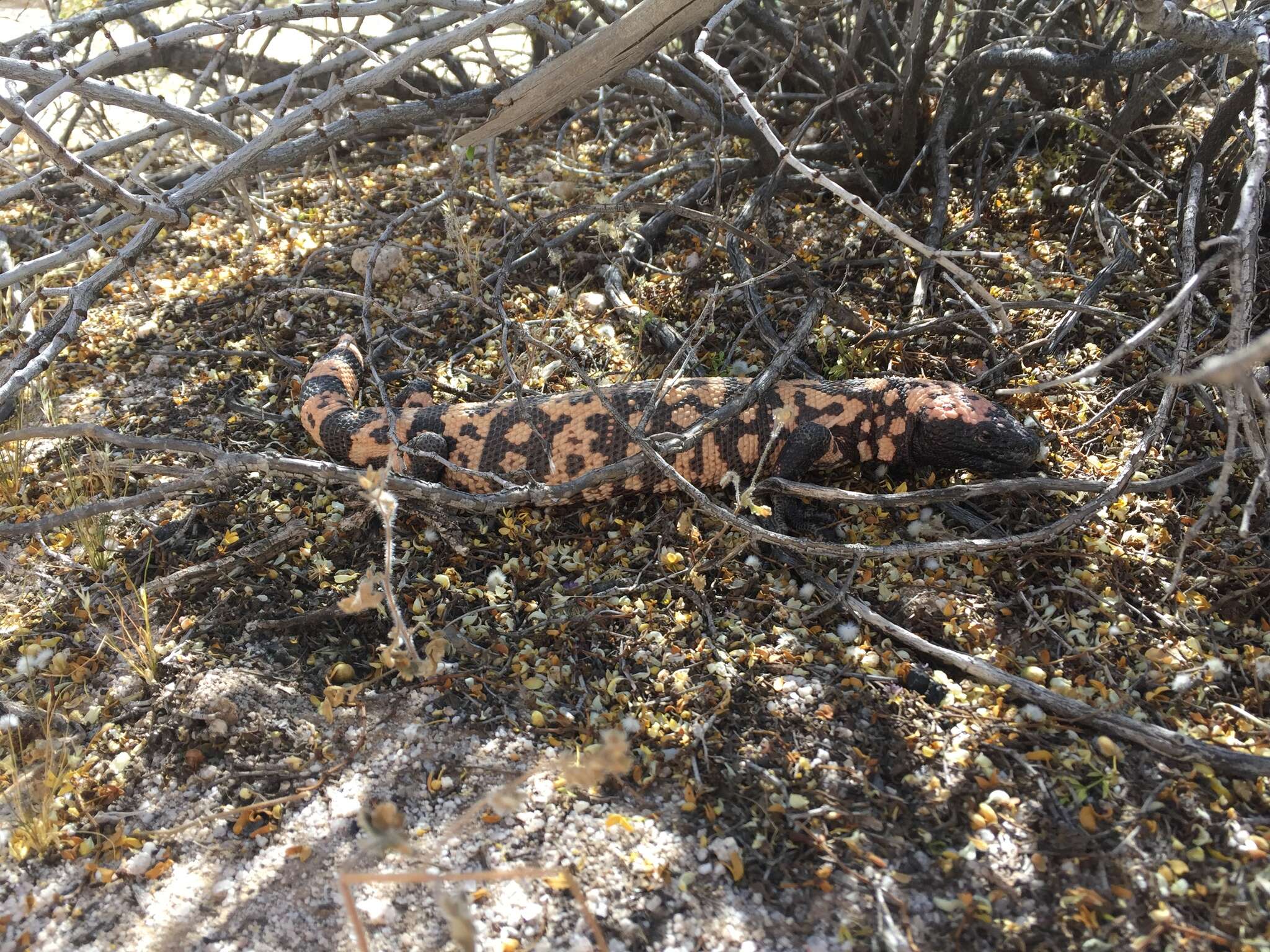 Imagem de Heloderma suspectum suspectum Cope 1869