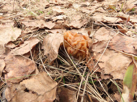 Imagem de Gyromitra gigas (Krombh.) Cooke 1878