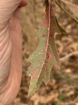 Imagem de Quercus filialis Little