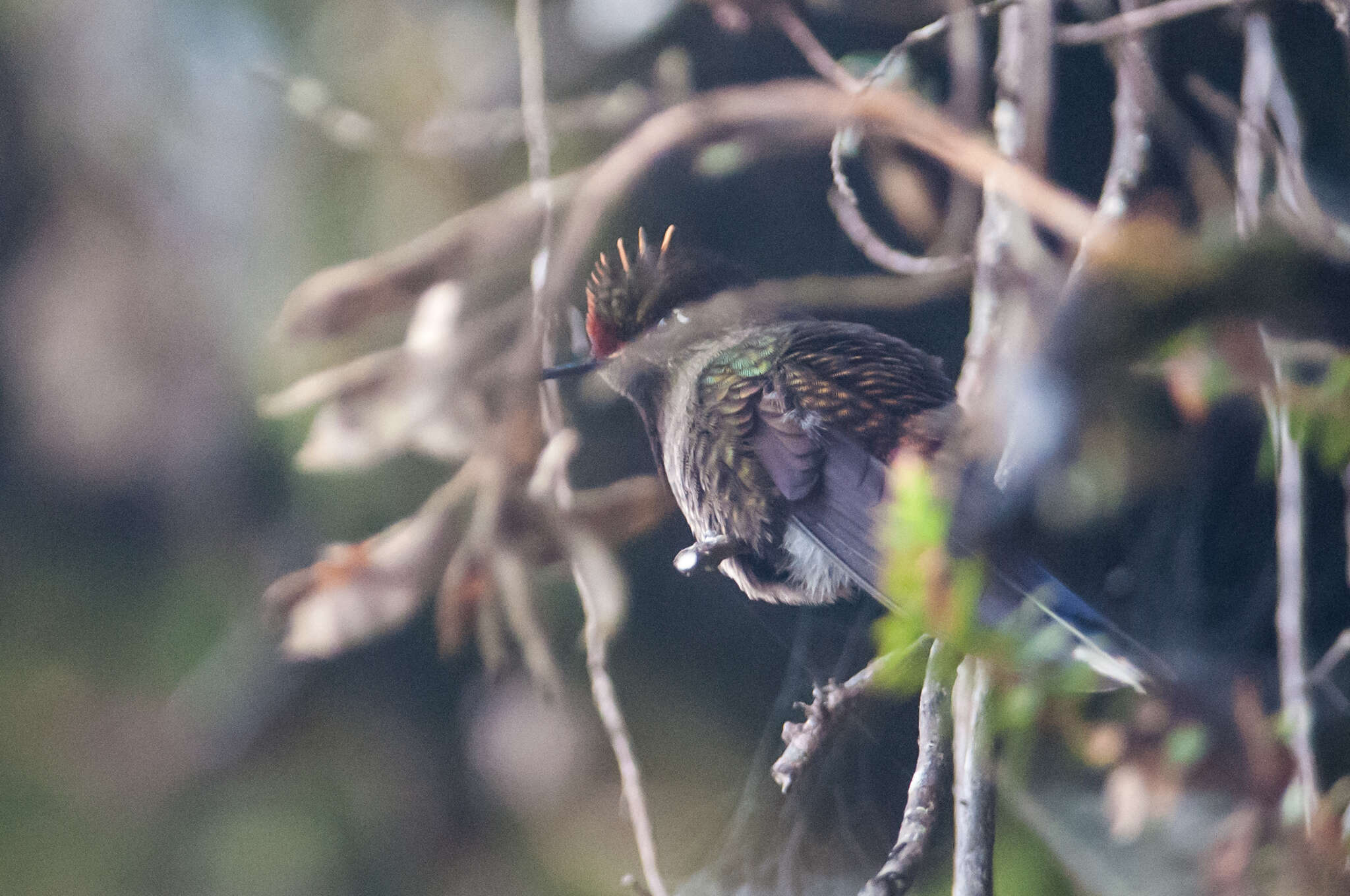 Image of Rainbow-bearded Thornbill