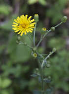 Image of hawkweed