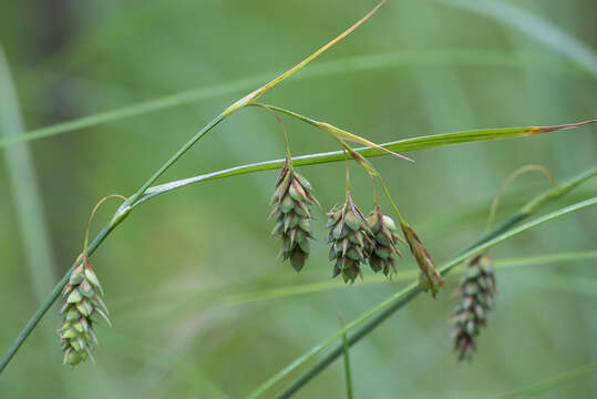 Image of boreal bog sedge