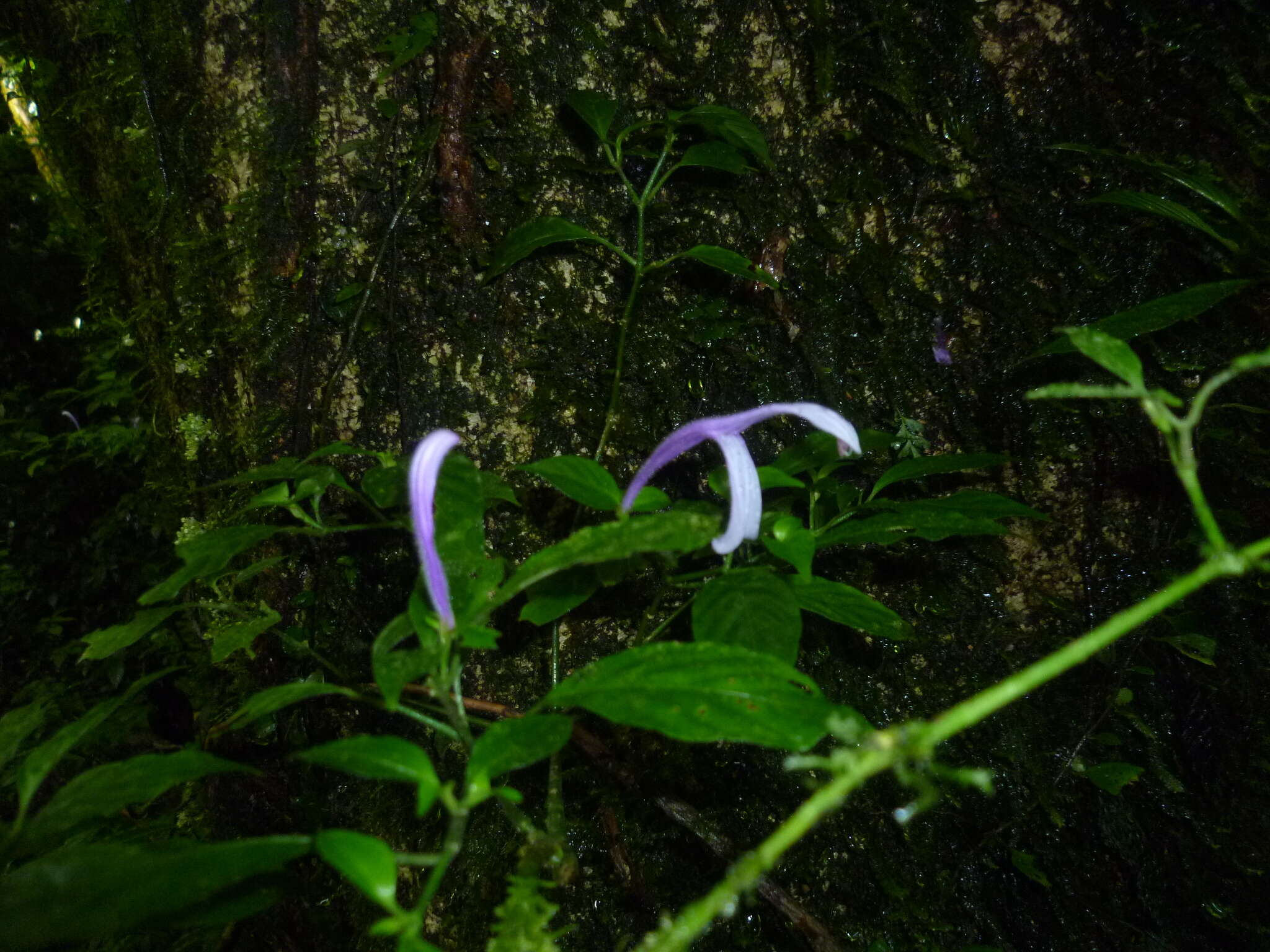 Image of Poikilacanthus macranthus Lindau