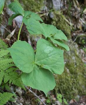 Image of Trillium apetalon Makino