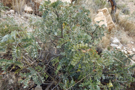 Image of Dermatophyllum gypsophilum