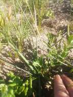 Image of Albuca juncifolia Baker