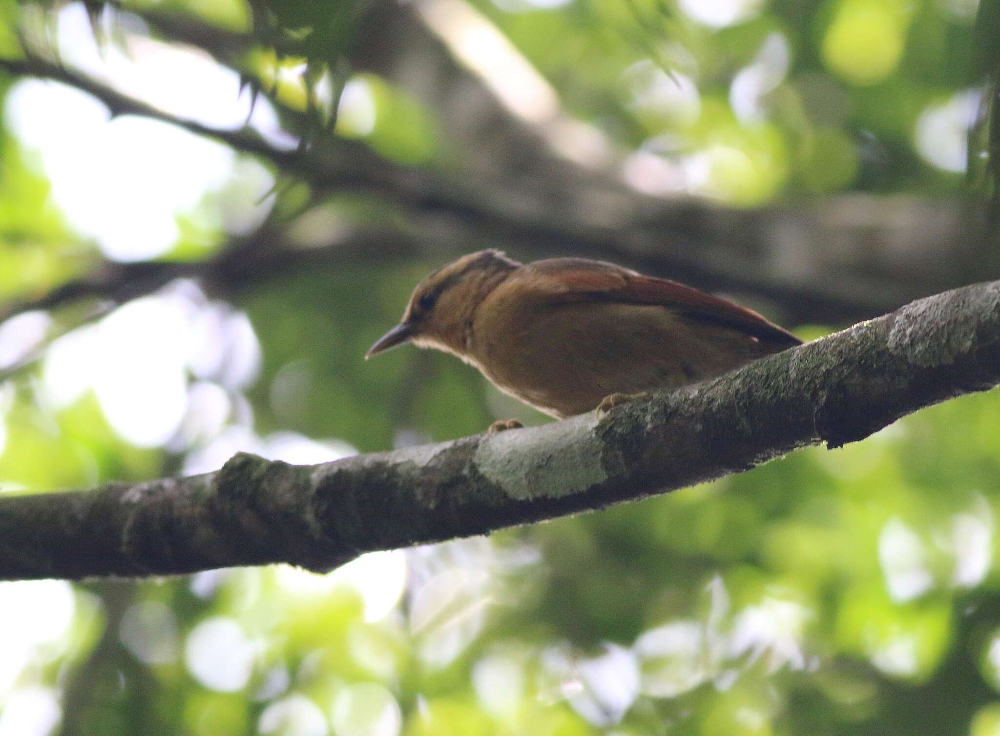 Image of Buff-fronted Foliage-gleaner