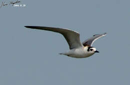 Image of White-winged Black Tern