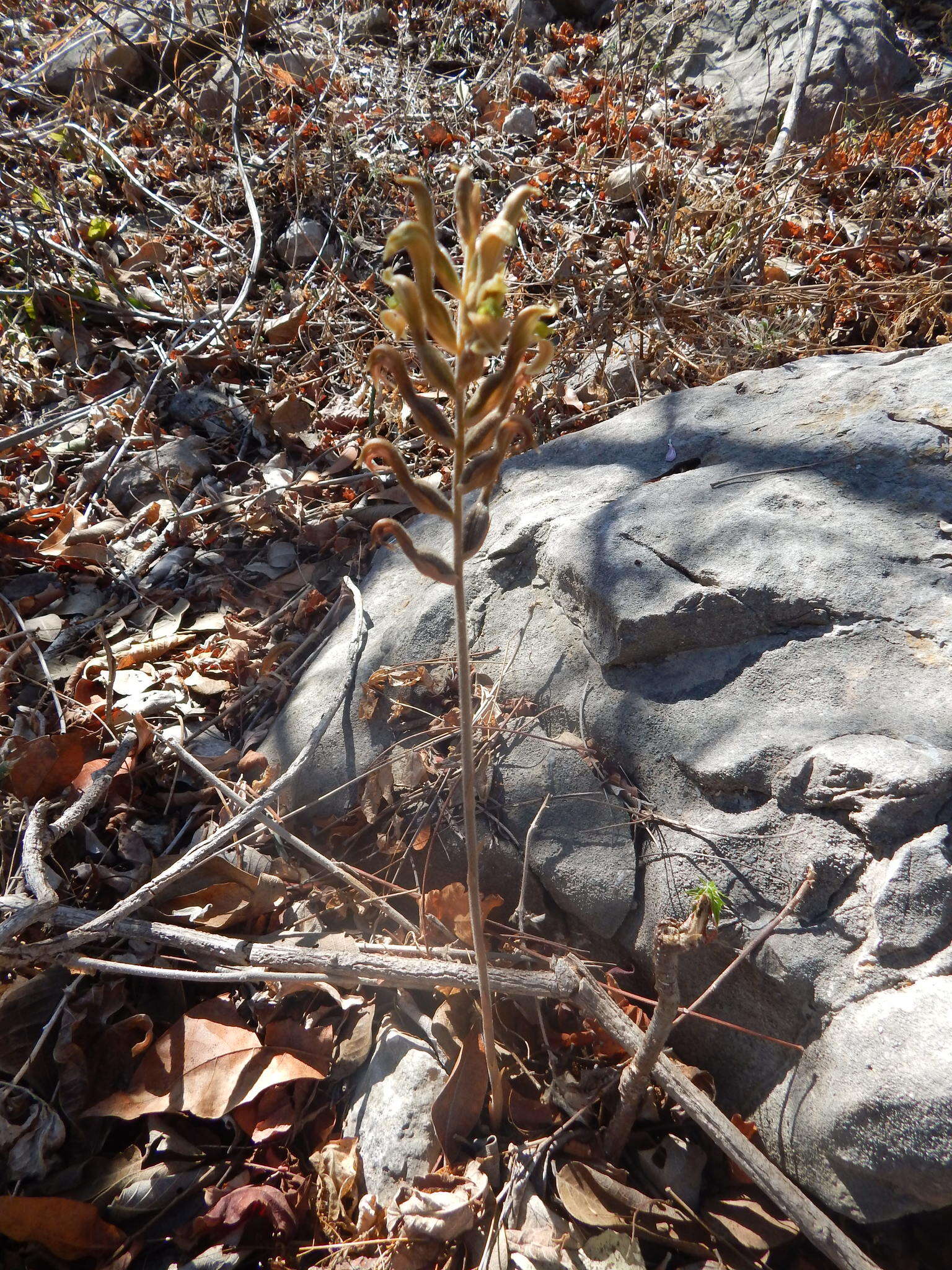 Sarcoglottis assurgens (Rchb. fil.) Schltr. resmi