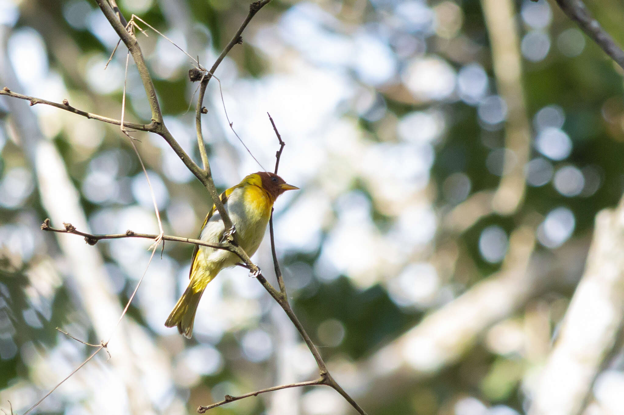 Image of Rufous-headed Tanager