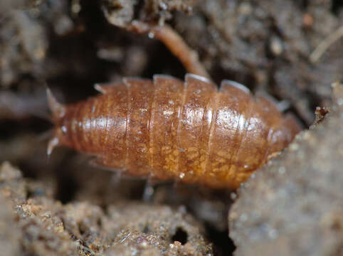 Image of common pygmy woodlouse