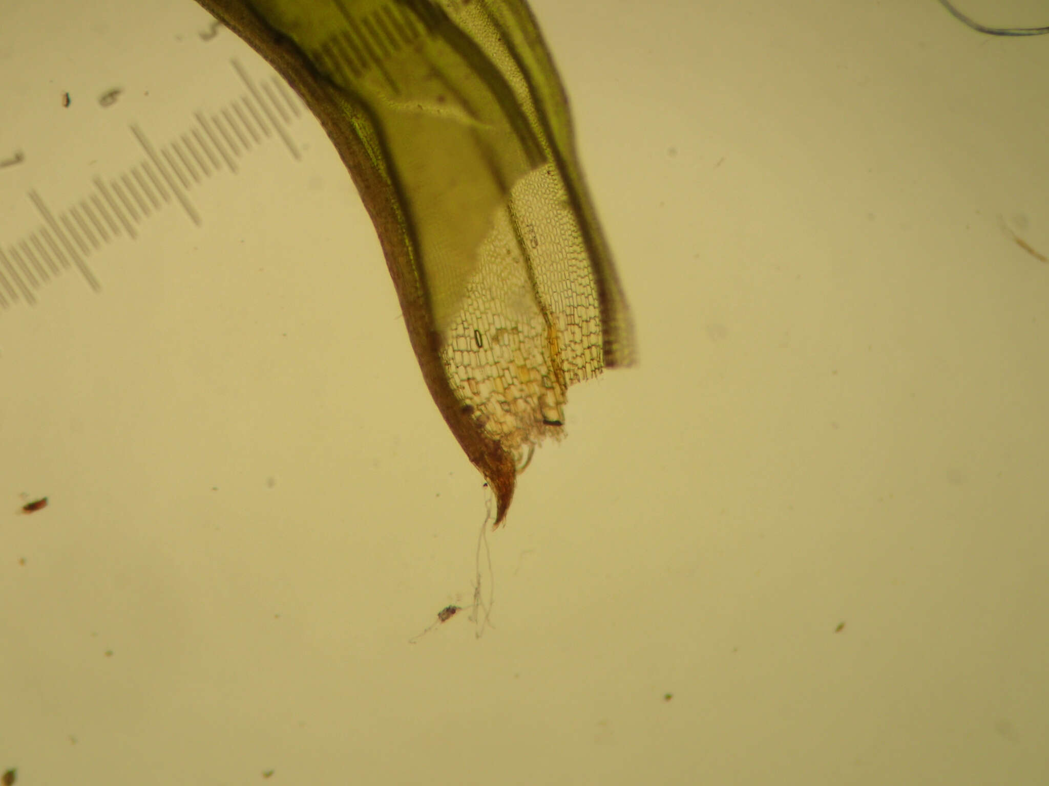 Image of Gardner's ptychomitrium moss