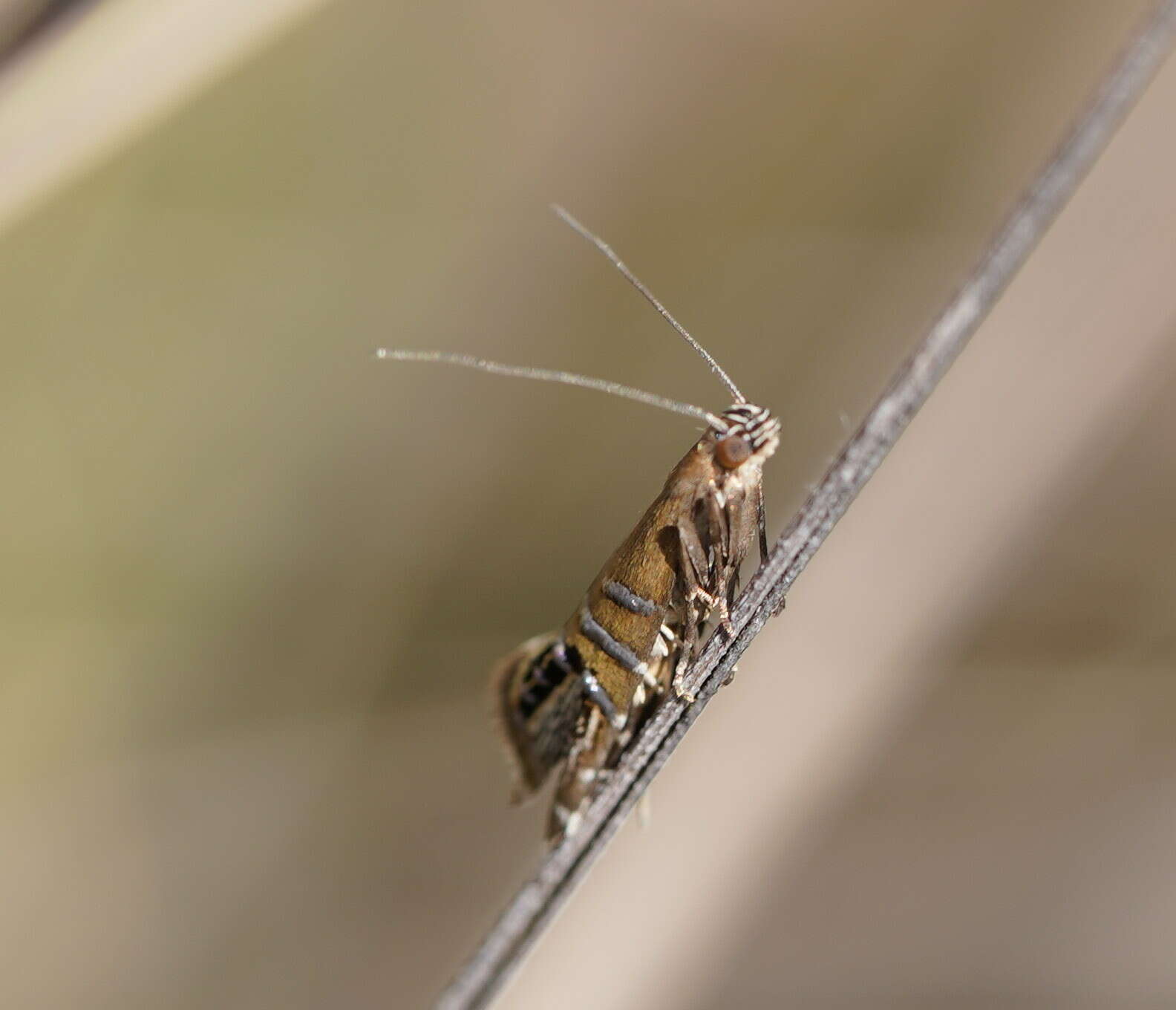 Image of Glyphipterix cometophora Meyrick 1880