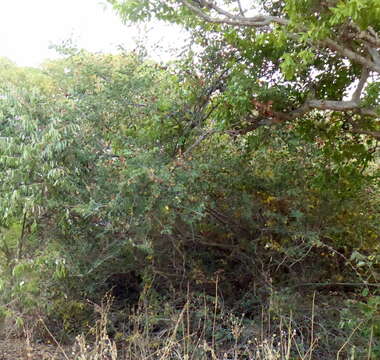 Image of Bauhinia petersiana Bolle