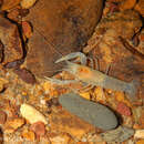 Image of Sweet Home Alabama Cave Crayfish