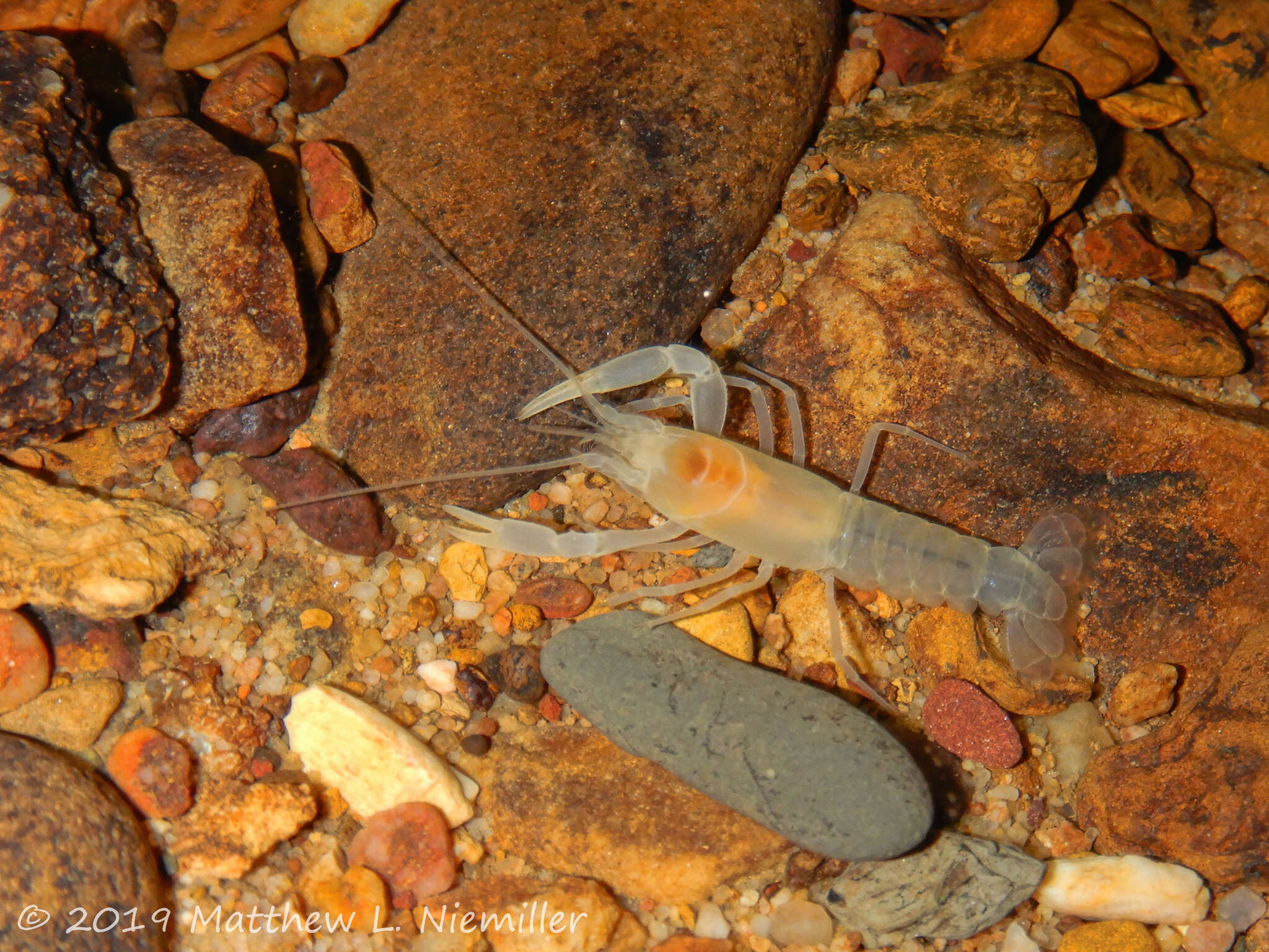 Image of <i>Cambarus speleocoopi</i>