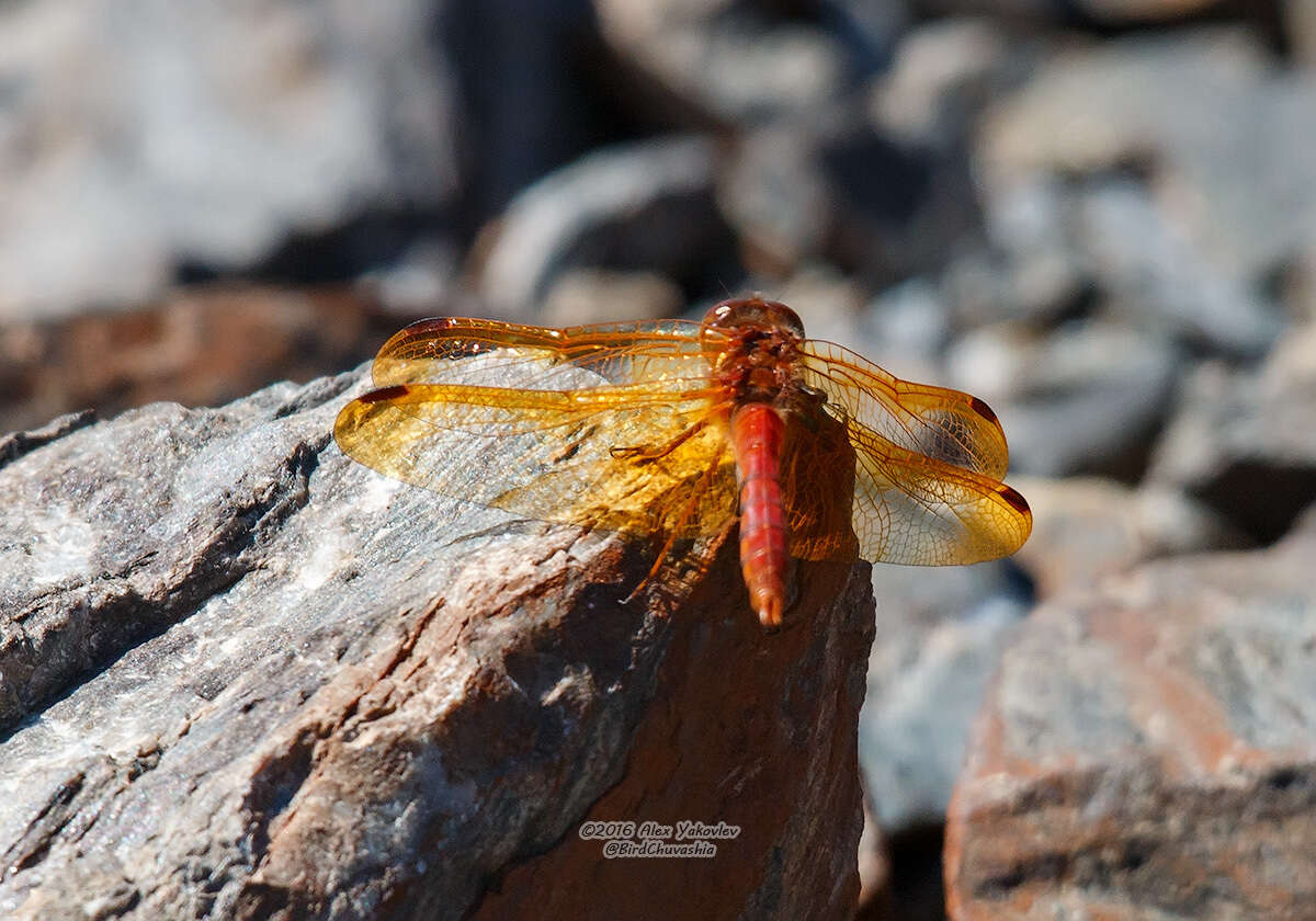 Image of Sympetrum croceolum (Selys 1883)