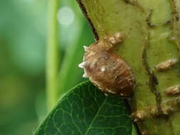 Image of Ophiocordyceps clavulata (Schwein.) Petch 1933