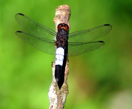 Image of Hadrothemis coacta (Karsch 1891)