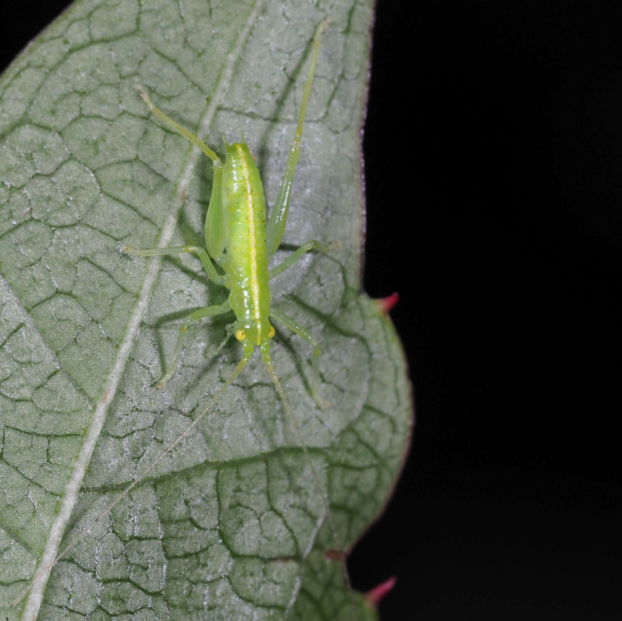 Image of southern oak bush-cricket