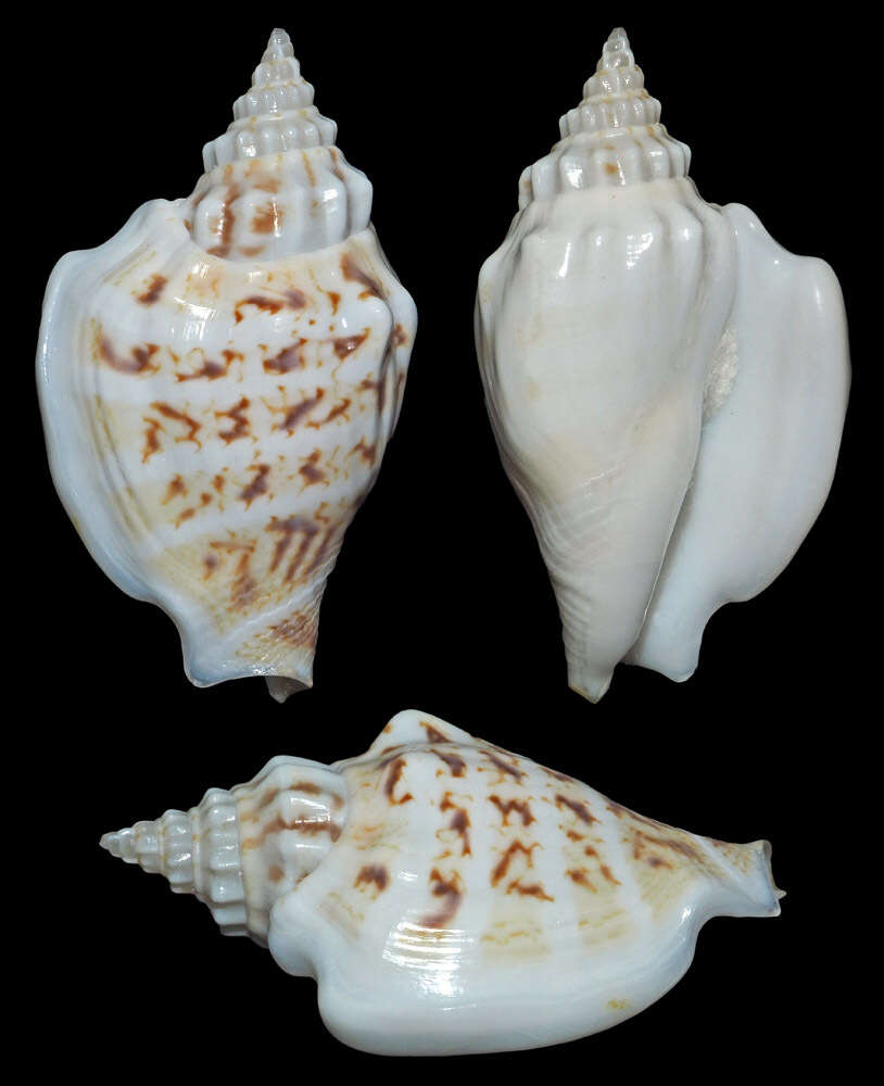 Image of Ministrombus variabilis