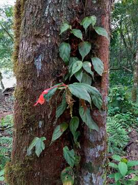 Image of Begonia rossmanniae A. DC.