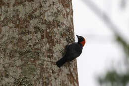 Image of Red-headed Malimbe