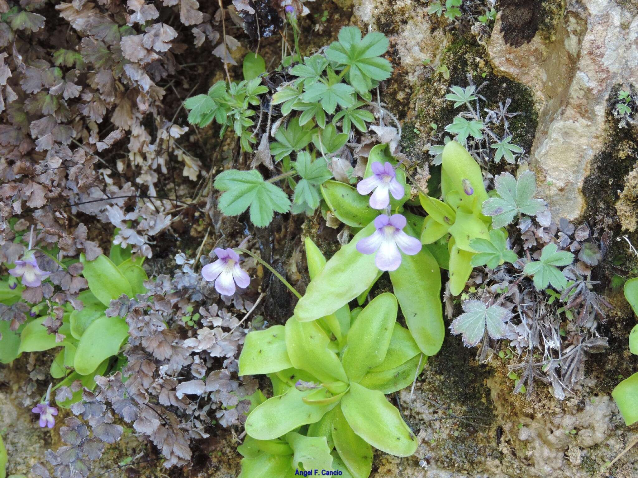 صورة Pinguicula mundi G. Blanca, M. Jamilena, M. Ruiz-Rejan & R. Zamora