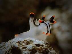 Image of Orange tip black line grey slug