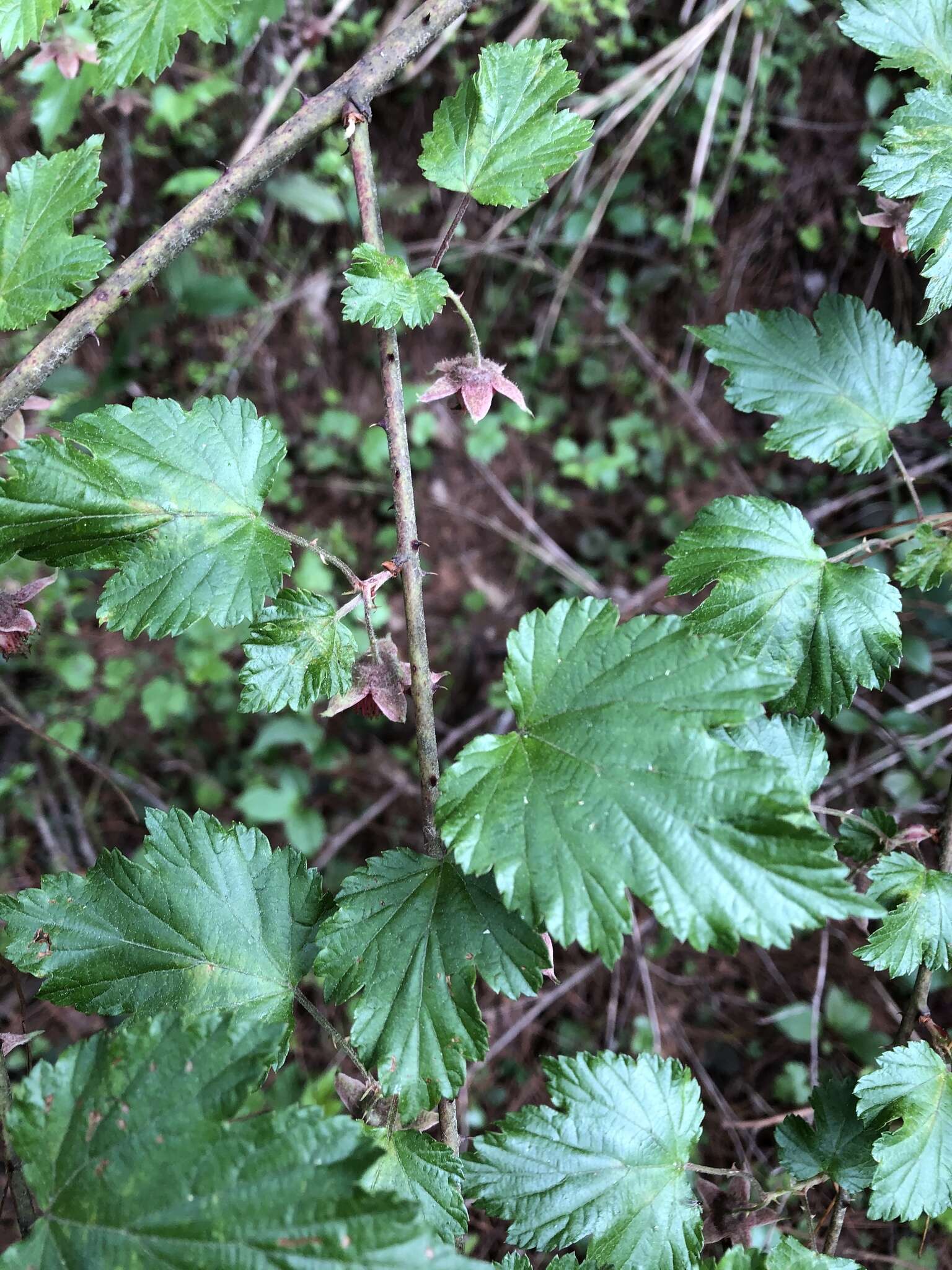 Sivun Rubus taitoensis Hayata kuva