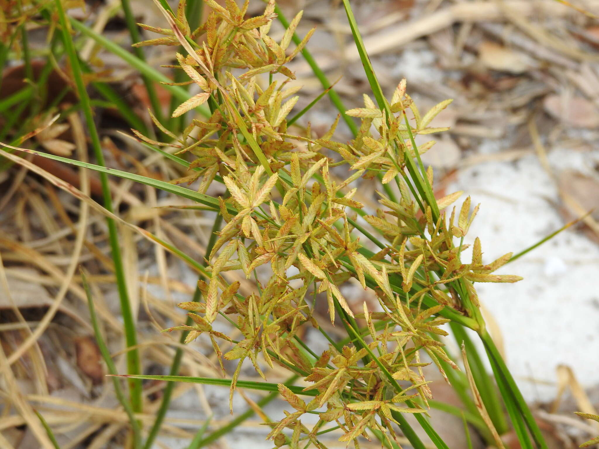 Image of Le Conte's Flat Sedge