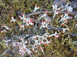 Imagem de Cladonia floerkeana (Fr.) Flörke