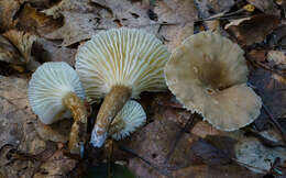 Image of Lactarius gerardii Peck 1873