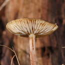 Image of Hymenopellis mundroola (Grgur.) R. H. Petersen 2010