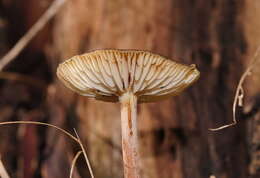 Image de Hymenopellis mundroola (Grgur.) R. H. Petersen 2010