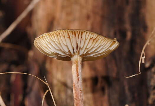 Hymenopellis mundroola (Grgur.) R. H. Petersen 2010 resmi