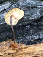 Image of Xeromphalina enigmatica R. H. Petersen 2015