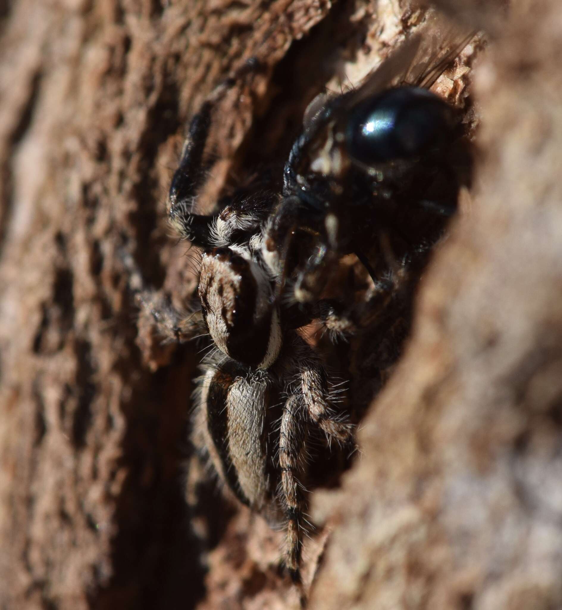 Image of Gray Wall Jumper