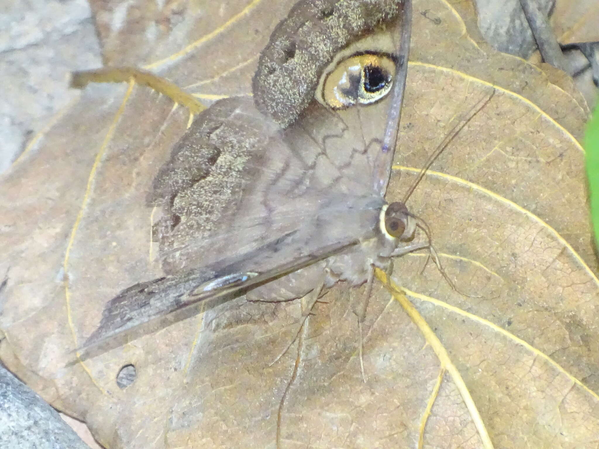 Image of Cyligramma fluctuosa Drury 1773