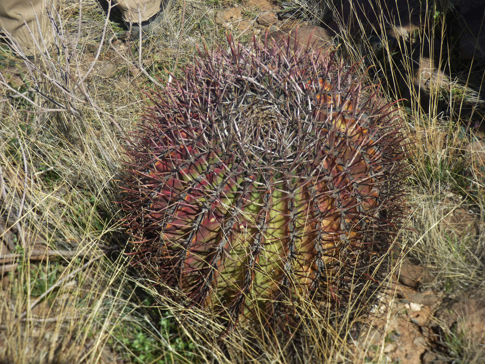 Image of Ferocactus emoryi subsp. emoryi