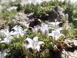 Image of Castle Crags bellflower