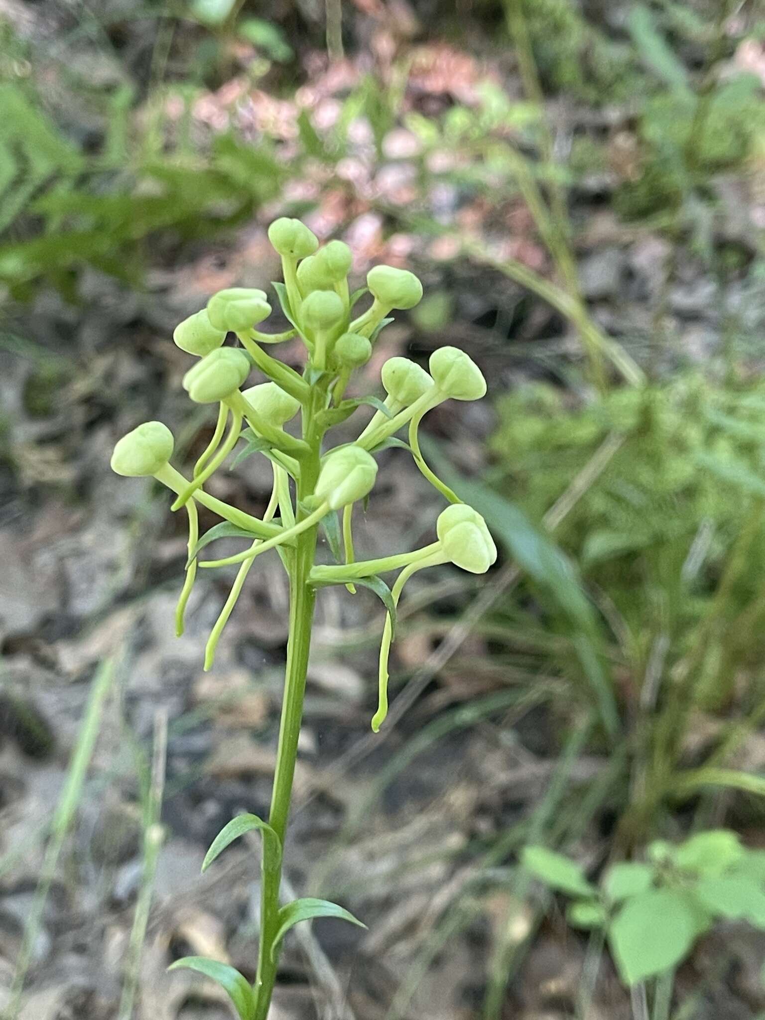 Image of White Fringeless Orchid