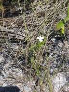 Image of Rough False Hedge-Nettle