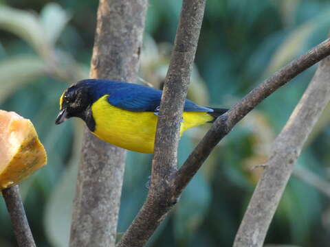 Imagem de Euphonia imitans (Hellmayr 1936)