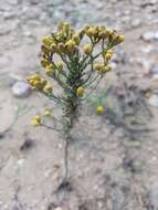 Tanacetum annuum L. resmi