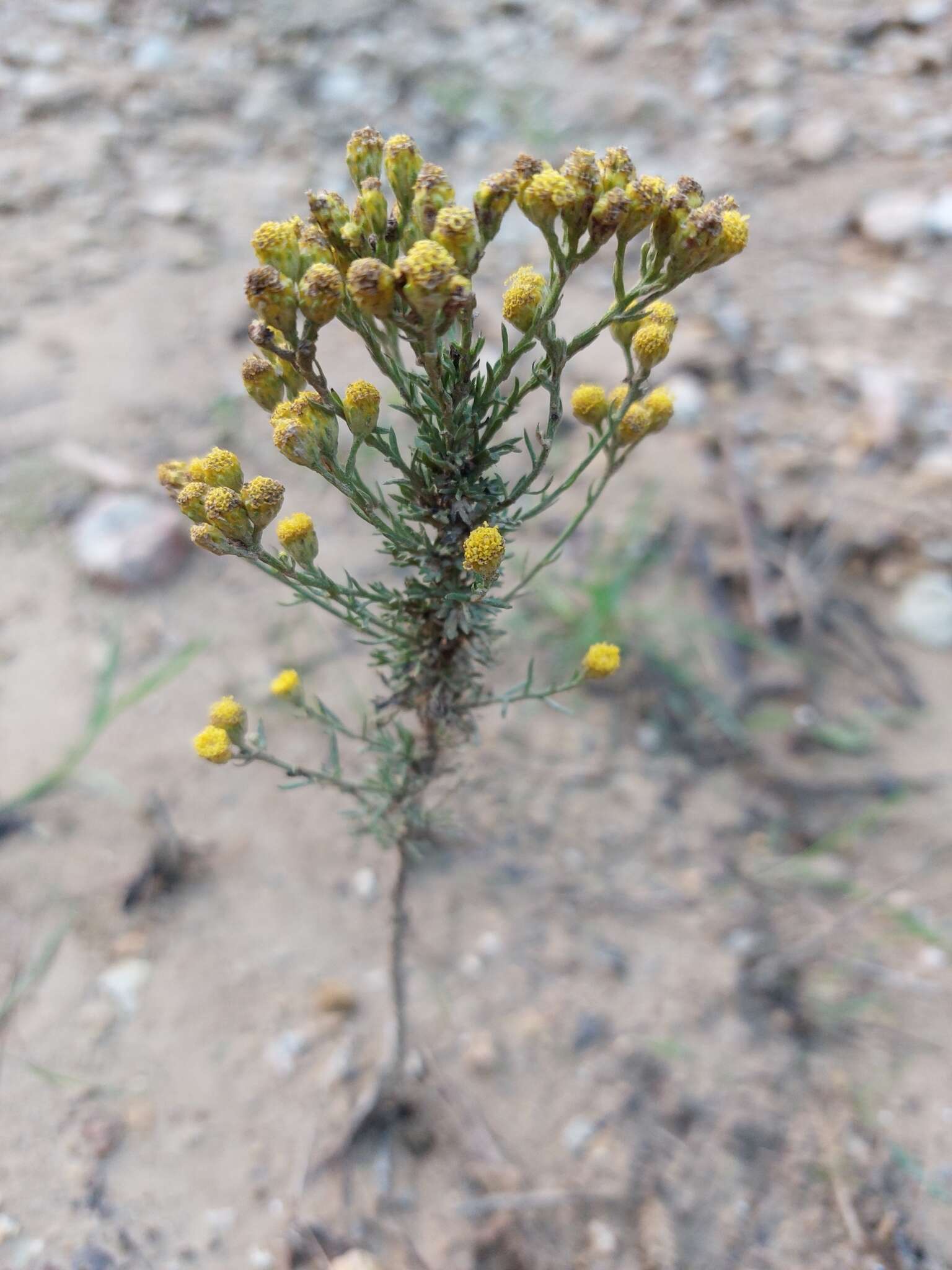 Tanacetum annuum L. resmi