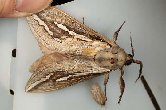 Image of Labyrinthine Ghost Moth