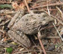 Image of Gray's Stream Frog